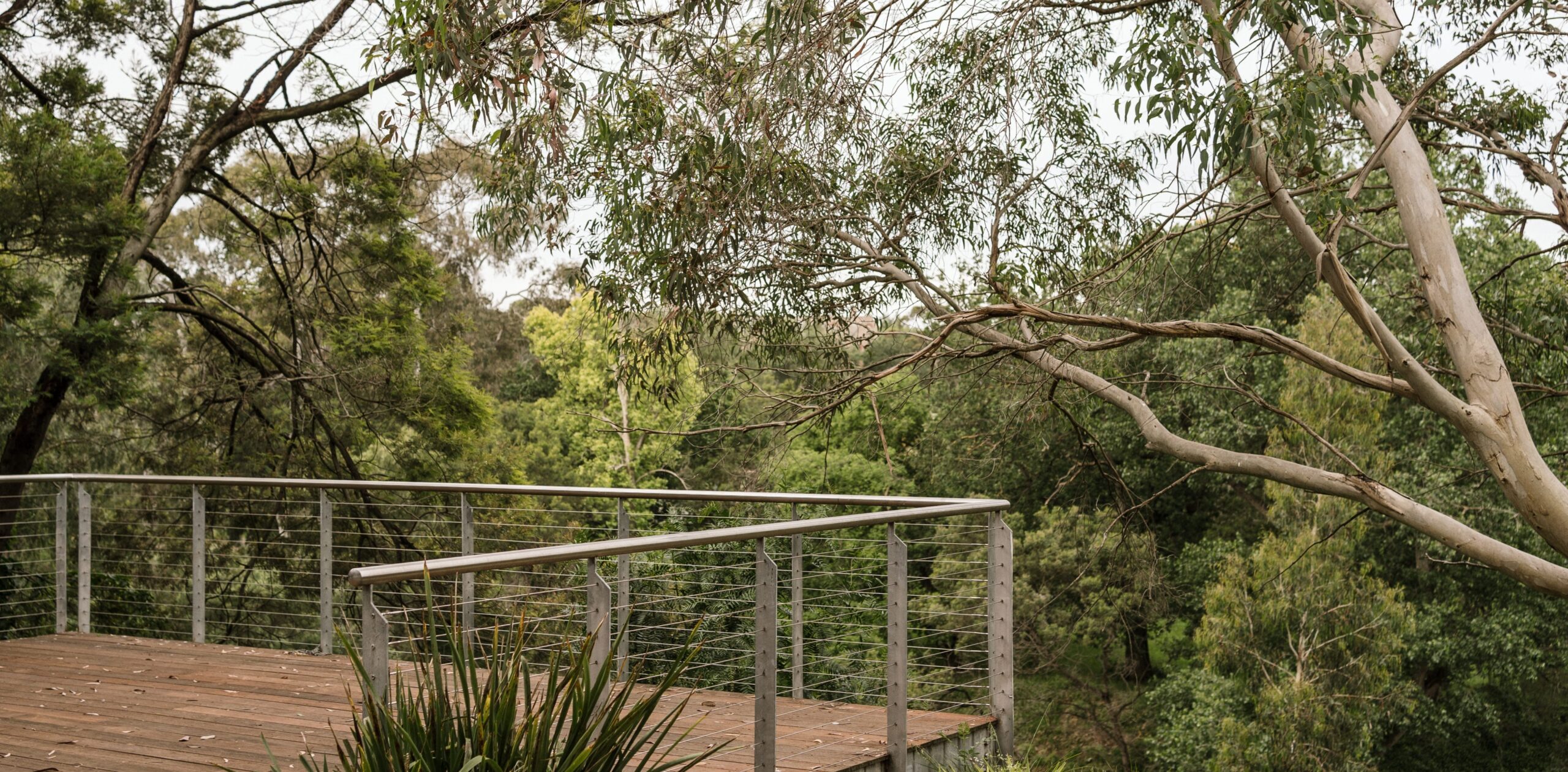 The back deck of the Zebras Australia clinic, with a leafy background of native Australian gums and wattles.